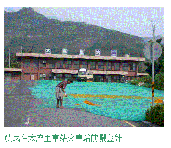 文字方塊:  
農民在太麻里車站火車站前曬金針

